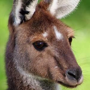 Meet your Posher, Caleb